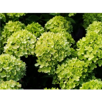 HORTENSJA pistacjowo-różowa na pniu - sadzonki 70 / 100 cm